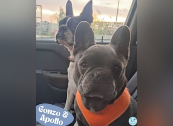 Gonzo & Apollo VA - die Unzertrennlichen