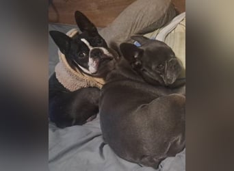 Gonzo&Apollo - VA, die Unzertrennlichen