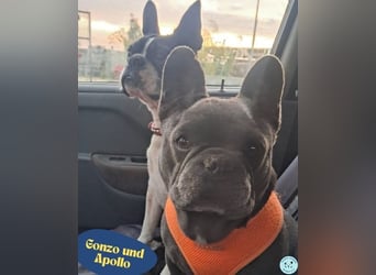 Gonzo&Apollo - VA, die Unzertrennlichen