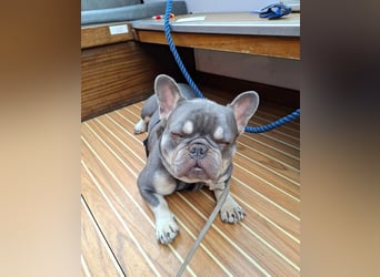 Französische Bulldogge