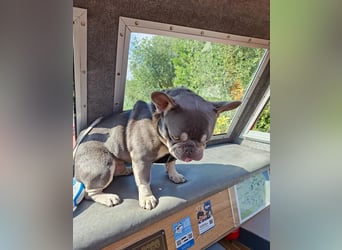 Französische Bulldogge