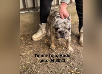 Timmi-Tuja-PP