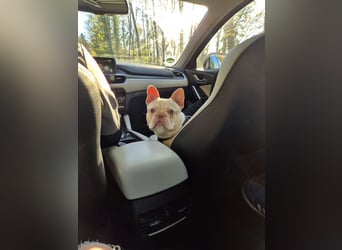 Französische Bulldogge zu verkaufen