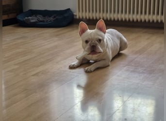 Französische Bulldogge zu verkaufen