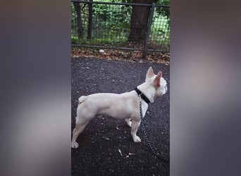 Französische Bulldogge zu verkaufen