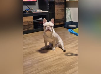 Französische Bulldogge zu verkaufen