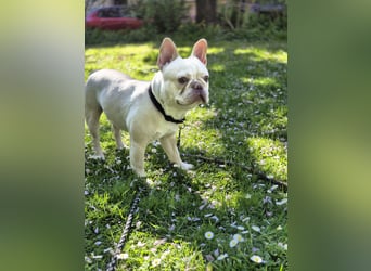 Französische Bulldogge zu verkaufen