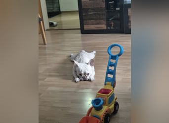 Schweren Herzens abzugeben Billi sucht ein neues Zuhause