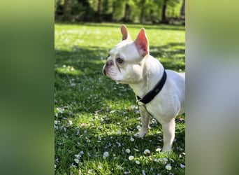 Französische Bulldogge zu verkaufen
