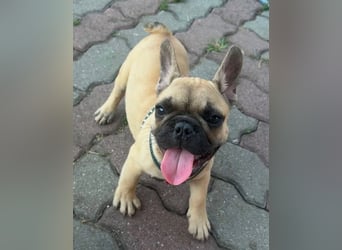 Chris, süßer Französisch Bulldoggen Welpe geb. 04/2026
