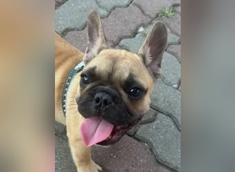 Chris, süßer Französisch Bulldoggen Welpe geb. 04/2026