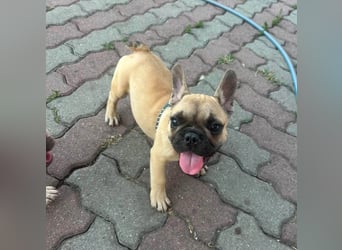 Chris, süßer Französisch Bulldoggen Welpe geb. 04/2026