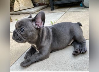 Süße Französische Bulldoggen Welpen mit Papieren