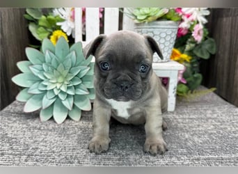 Französische Bulldogge Welpen kleine Herzensbrecher suchen Familie