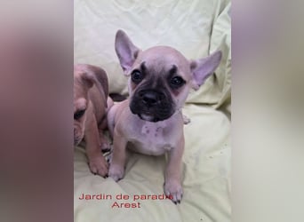 Alternativ Französische Bulldoggen mit Rute und guter Schnauze inkl Ahnentafel