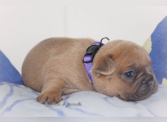 Alternativ Französische Bulldoggen mit Ahnentafel suchen noch eine Familie