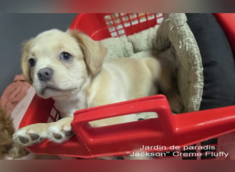 Alternativ Französische Bulldoggen Rüde mit Rute und guter Schnauze inkl Ahnentafel