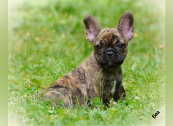 Alternativ Französische Bulldoggen mit Ahnentafel suchen noch eine Familie