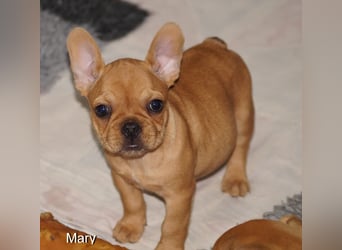 Alternativ Französische Bulldoggen mit Rute und guter Schnauze inkl Ahnentafel