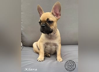 Alternativ Französische Bulldoggen mit Ahnentafel suchen noch eine Familie