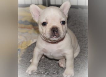 Alternativ Französische Bulldoggen mit Ahnentafel suchen noch eine Familie