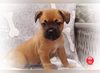 Alternativ Französische Bulldoggen mit Rute und guter Schnauze inkl Ahnentafel