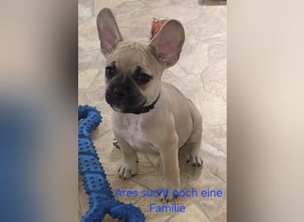 Alternativ Französische Bulldoggen mit Rute und guter Schnauze inkl Ahnentafel