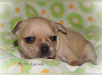 Alternativ Französische Bulldoggen mit Ahnentafel suchen noch eine Familie