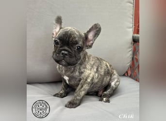 Alternativ Französische Bulldoggen mit Ahnentafel suchen noch eine Familie