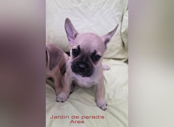 Alternativ Französische Bulldoggen mit Rute und guter Schnauze inkl Ahnentafel