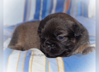Alternativ Französische Bulldoggen mit Ahnentafel suchen noch eine Familie