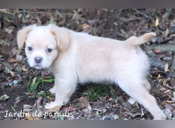 Alternativ Französische Bulldoggen Rüde mit Rute und guter Schnauze inkl Ahnentafel