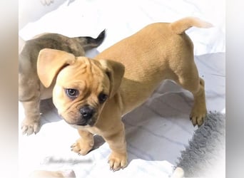 Alternativ Französische Bulldoggen "Lumpi" mit Rute und guter Schnauze inkl Ahnentafel