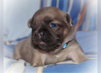 Alternativ Französische Bulldoggen mit Ahnentafel suchen noch eine Familie