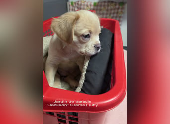 Alternativ Französische Bulldoggen Rüde mit Rute und guter Schnauze inkl Ahnentafel