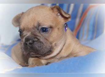 Alternativ Französische Bulldoggen mit Ahnentafel suchen noch eine Familie