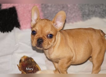 Alternativ Französische Bulldoggen mit Rute und guter Schnauze inkl Ahnentafel