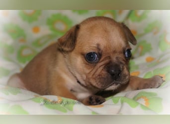 Alternativ Französische Bulldoggen mit Ahnentafel suchen noch eine Familie
