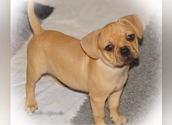 Alternativ Französische Bulldoggen "Lumpi" mit Rute und guter Schnauze inkl Ahnentafel
