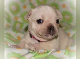 Alternativ Französische Bulldoggen mit Ahnentafel suchen noch eine Familie