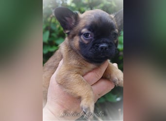 Alternativ Französische Bulldoggen mit Ahnentafel suchen noch eine Familie