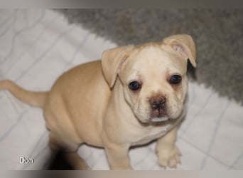 Alternativ Französische Bulldoggen mit Rute und guter Schnauze inkl Ahnentafel
