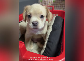 Alternativ Französische Bulldoggen Rüde mit Rute und guter Schnauze inkl Ahnentafel