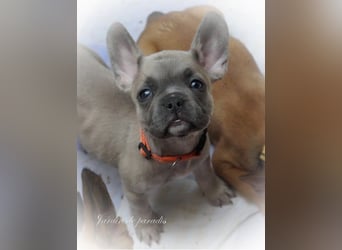 Alternativ Französische Bulldoggen mit Rute und guter Schnauze inkl Ahnentafel