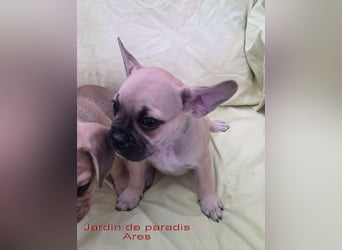 Alternativ Französische Bulldoggen mit Rute und guter Schnauze inkl Ahnentafel