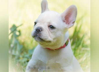Alternativ Französische Bulldoggen mit Ahnentafel suchen noch eine Familie