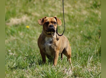 Alternativ Französische Bulldoggen mit Rute und guter Schnauze inkl Ahnentafel