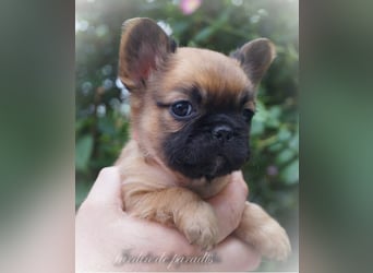 Alternativ Französische Bulldoggen mit Ahnentafel suchen noch eine Familie