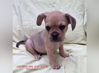 Alternativ Französische Bulldoggen mit Rute und guter Schnauze inkl Ahnentafel