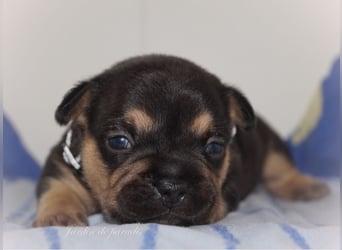 Alternativ Französische Bulldoggen mit Ahnentafel suchen noch eine Familie